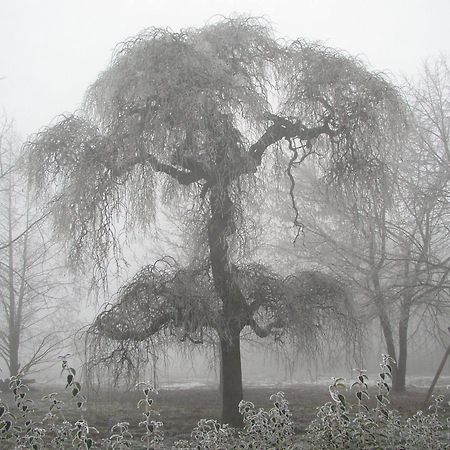 Agriturismo La Sophora 몬테갈델라 외부 사진