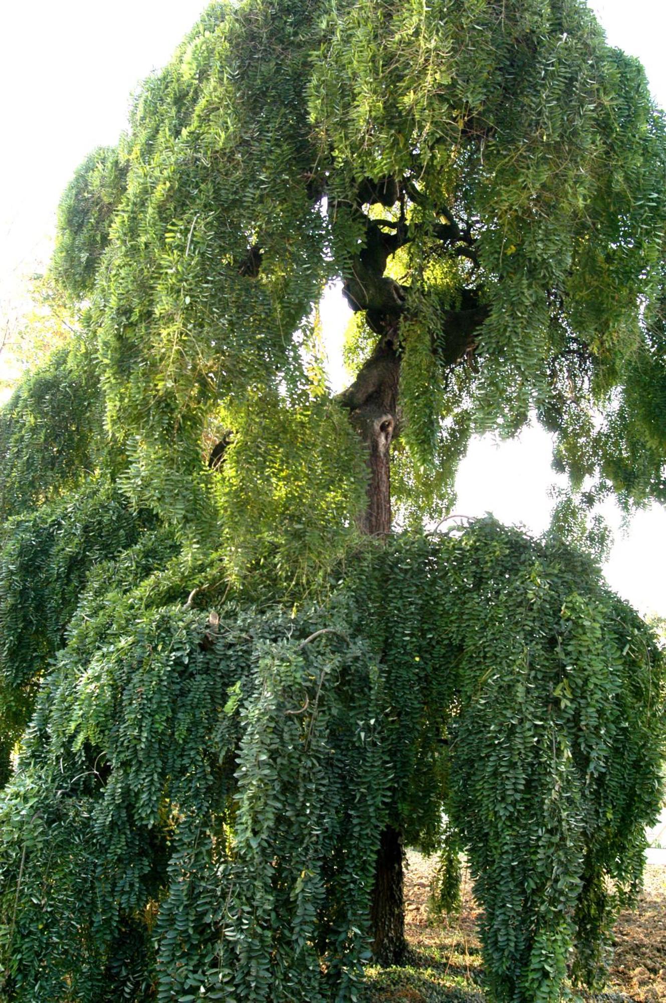 Agriturismo La Sophora 몬테갈델라 외부 사진